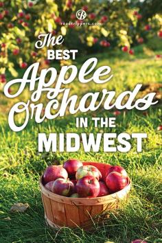 Nothing beats the taste of homemade cider! Why not take a trip to one of these Midwestern apple orchards and experience it for yourself!