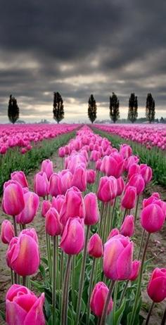 Tulip field in the Skagit Valley of Washington • photo: Rkival on Flickr