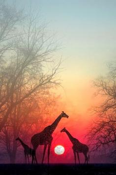 Giraffes in the Sunset, Masai Mara National Park, Kenya, Africa.