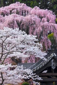 Cherry blossoms at FukujuTemple, Miharu, Fukushima, Japan (Photo by Koji Yamauchi)
