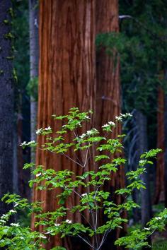 Dogwood and Sequoia trees in Sequoia National Park