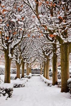 Snowy Avenue, Botanic Garden, Oxford, England