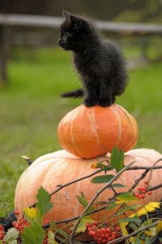 black kitty in the pumpkin patch