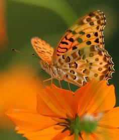 a garden filled with colorful flowers is a feast for creatures that fly, crawl, slide and walk