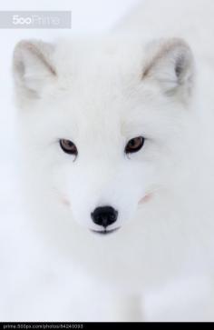 Arctic Fox by Jamen Percy | 500px Prime