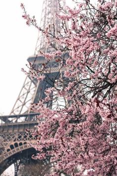 Paris Je t'aime - Paris in the Springtime - Pink Cherry Blossoms Eiffel Tower!