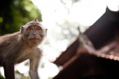 The playfully develish macaque monkeys of the Sangeh Monkey Forest in Bali, Indonesia