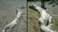 13 FOOT Long “HORNED SEA MONSTER” Found on Beach Leaves SCIENTISTS BAFFLED