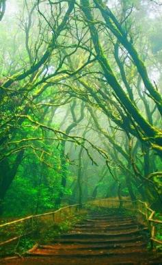 Mystical Forest Path, The Canary Islands photo via courtney