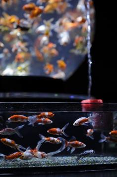 Japanese goldfish, Kingyo 金魚