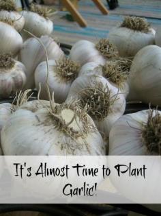 Almost Time to Plant Garlic #garlic