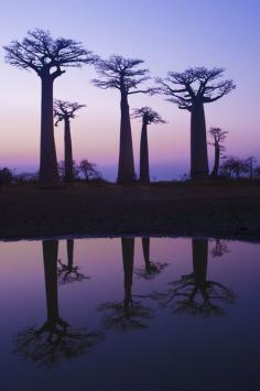 Baobab Alley, Morondava, Madagascar