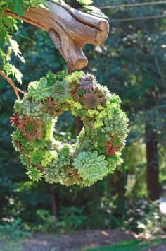 A great garden project. This DIY Living Garden Wreath can be used for many purposes. Looks great in your garden or in your home. #garden #diy #succulents