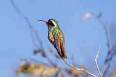 The best spots for birding in Los Cabos