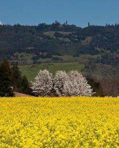 Early spring in Napa Valley