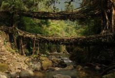 The "Living" bridges of the Indian rain forest. This is pretty epic.