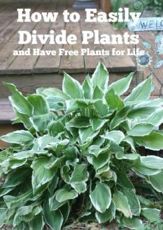 Tips for dividing plants by Beauty and Bedlam.com The time to divide most plants is in the spring or fall. There are a few compelling reasons to do this in[...] #gardentips