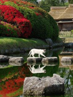 Okayama - Korakuen garden