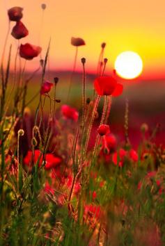 Poppy Field Sunset, France | Best Travel Photos      ᘡղbᘠ