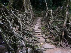 The "Living" bridges of the Indian rain forest. This is pretty epic.