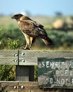 California hawk with lunch in his claw