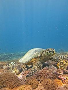 
                        
                            Gili trawangan island, Pemenang, Indonesia
                        
                    