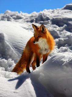 Twitter, An astonishing picture of a red fox in the snow! pic.twitter.com/9uWDILwBPe