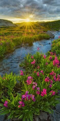 
                        
                            Alpine primrose at sunrise in the San Juan Mountains of Colorado, United States. • Igor Menaker Fine Art Photography
                        
                    