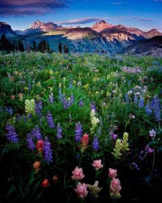 Meadow of Wildflowers, Grand Teton National Park, Wyoming BoredPanda