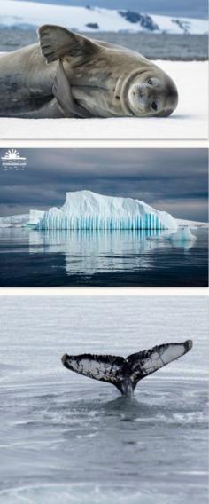 Antarctica >> What a dream destination. Have you been? Would you go?