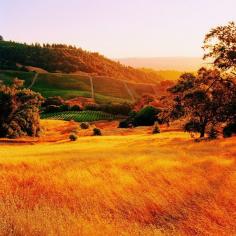Sonoma Valley glistens in the late afternoon sunshine. Harvest season is the perfect time to take a romantic getaway to wine country. Photo courtesy of canvastravelco on Instagram.