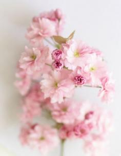 
                        
                            Floral Photography, Cherry Blossoms Fine Art Photograph, Romantic Decor, Large Wall Decor http://ift.tt/Uv1hBd
                        
                    