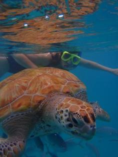 
                        
                            Did a day trip with Calabazas Sailing Catamaran out of Bridgetown to snorkel with the turtles. Beautiful sail, wonderful day.
                        
                    