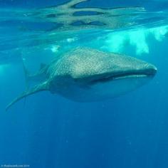 Swimming with Whale Sharks in Mexico... An unforgettable experience!