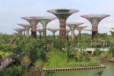 
                        
                            The "supertrees" tower over GARDENS BY THE BAY, SINGAPORE.  The tallest one even has a restaurant in it. An elevated walkway spans around the trees for visitors.
                        
                    