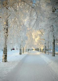 
                        
                            Winter Wonderland, Switzerland. | See More Pictures
                        
                    