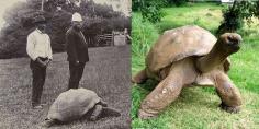 Google+Jonathan the turtle in year 1900 and today.