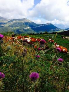 
                        
                            Monte Baldo, Malcesine, Italy
                        
                    