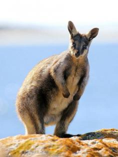 
                        
                            Yellow tail rock wallaby by john white photos, via Flickr
                        
                    