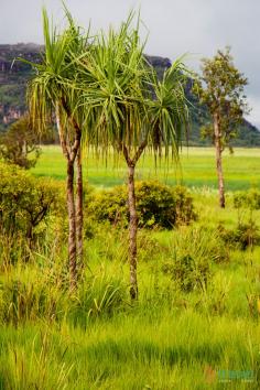 
                        
                            Arnhem Land in Northern Territory, Australia
                        
                    
