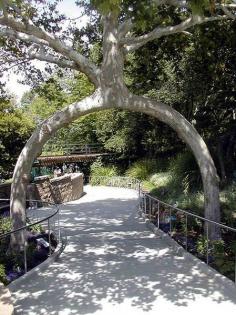 
                        
                            THE TWO LEGGED TREE or ARCH TREE.  This "simple" tree is located at the entrance to Claudia's Garden, just off the main path. It was created from two American Sycamores (Platanus occidentalis) and was originally started in Scotts Valley, CA. Fun Facts: The center of the arch is 9’7” tall. The iron rod was placed by Axel Erlandson and held the "Tree Circus" sign.
                        
                    
