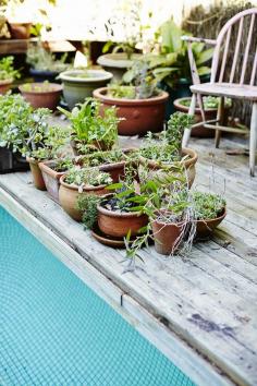 Collection of potted plants.