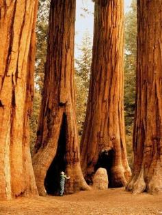 
                        
                            Giant Redwoods
                        
                    