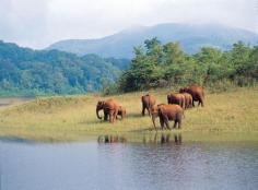 Periyar National Park is the oldest and best known National Park in India. It is located at 145 kms from Madurai.