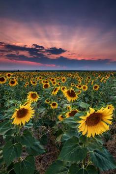 Near the End by Ryan C Wright on Flickr. "Sunflower fields in Colorado only last for a few weeks at the most and signal the approaching end of the summer too."