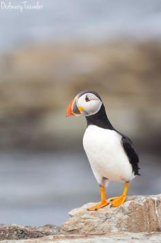 My day with Puffins in Elliston, Newfoundland