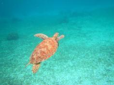 
                        
                            San Pedro, Belize — by Willa. #Snorkeling in the Hol Chan Marine Reserve just off of Ambergris Caye.
                        
                    