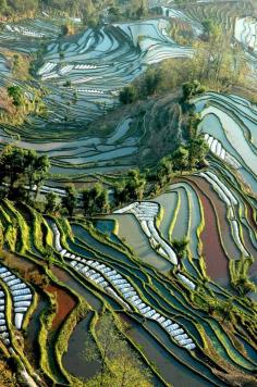 Rice Fields of Yunnan, China | Flickr - Photo Sharing!