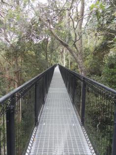 
                        
                            Tamborine Rainforest Skywalk, Brisbane Queensland Australia
                        
                    