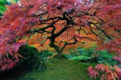
                        
                            Beautiful Japanese Maple In Portland, Oregon
                        
                    